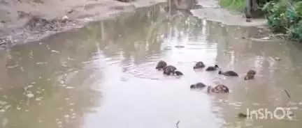 গৰৈমাৰী: ৰাঙাপানীৰ পৰা সোণতলী লৈ যোৱা পথৰ দুৰৱস্থা,জীয়াতু ভুগিছে ৰাইজে,ছাত্ৰ-ছাত্ৰীৰ লগতে ৰোগীৰ বাবেও হৈছে সমস্যা #jansamasya