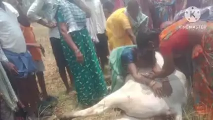 కురవి: కురవి మండలంలో రెండు వేరువేరు చోట్ల విద్యుత్ ఘాతానికి గురై రెండు ఎడ్లు మృతి