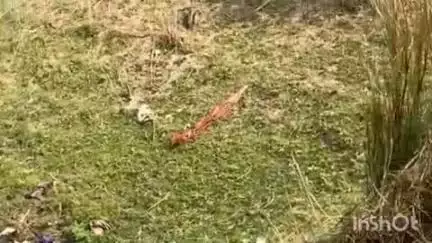 मोहड़ा: अरई केशोपुर में तालाब में डूबने से एक महिला की हुई मौत