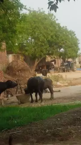 kosma hinood ke pass vill. baripipra