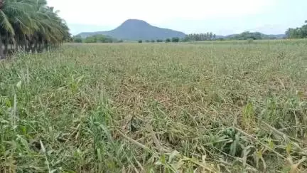 ஒட்டன்சத்திரம்: சீரங்ககவுண்டன்புதூரில் மழை மற்றும் சூறாவளி காற்றால் கம்பு பயிர்கள் சேதம்