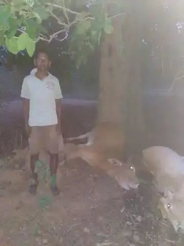बोलबा: बोलबा के मचकट्टा गांव में आंधी-तूफान और वज्रपात से दो किसानों के मवेशियों की मौत