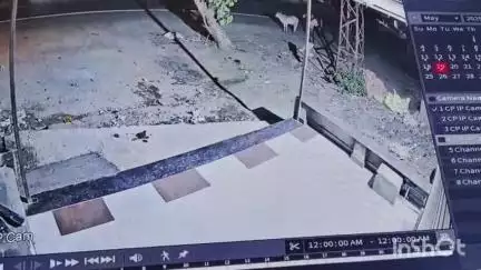 पीपलखूंट: पीपलखूंट में अज्ञात ट्रोले की टक्कर से दो गौवंशों की मौत, एक घायल; पशु चिकित्सक के अभाव में उपचार में हुई परेशानी