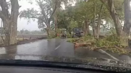 रहली: बेमौसम बारिश और आंधी से जनजीवन अस्त-व्यस्त, कार पर गिरा पेड़, टली बड़ी दुर्घटना