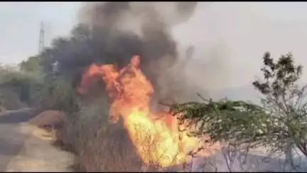 गरौठा: गरौठा तहसील क्षेत्र में अज्ञात कारणों से सड़क किनारे लगे हरे-भरे पेड़ों में लगी आग, सैकड़ों पेड़ जलकर हुए राख