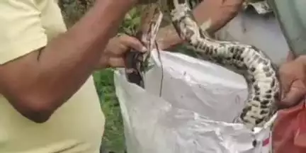 പുനലൂർ: പുനലൂർ നേതാജി നഗറിന് സമീപം ജനവാസ മേഖലയിലെ വീട്ടുമുറ്റത്ത് നിന്ന് കൂറ്റൻ പെരുമ്പാമ്പിനെ പിടികൂടി