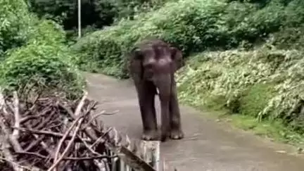 குன்னூர்: ஊட்டி லவ்டேல்  பகுதியில் பகலில்  உலாவந்த ஒற்றை யானை வனப்பகுதிக்குள் விரட்ட வனத்துறை தீவிரம்