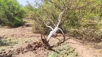 बार्शीटाकळी: जामवसू ,सायखेड आणि धाबा गावामध्ये आयोजित लग्न समारंभांमध्ये वादळी पावसाने अक्षरशा हाहाकार उडवला.