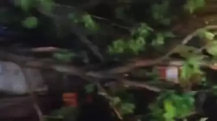 बागली: आंधी से चापड़ा और धन तलाव घाट के बीच पेड़ टूटे, यातायात प्रभावित