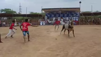 தேவகோட்டை: தாணிச்சாஊரணி கிராமத்தில் கோவில் திருவிழாவை முன்னிட்டு வடமாடு மஞ்சுவிரட்டு