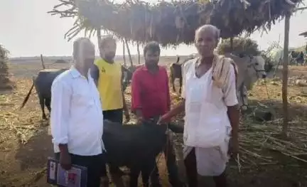 గాంధారి: నేరల్ తాండలో పశువులకు గాలికుంట వ్యాధి నివారణ టీకాలు