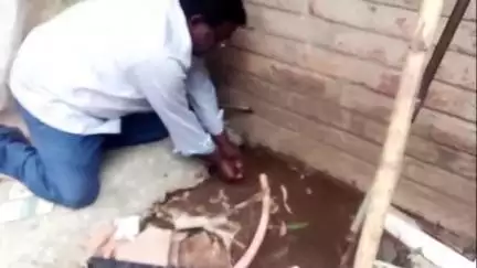 মহম্মদবাজার: দুমুনি গ্রাম থেকে একটি নির্বিষ বোড়াচিতি সাপ উদ্ধার করল সর্প বিশেষজ্ঞ দীনবন্ধু বিশ্বাস এক ব্যক্তির বাড়ি থেকে
