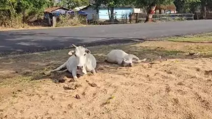 रनियां: रायकेरा में अज्ञात वाहन की टक्कर से मवेशी घायल, बछड़े की मौत