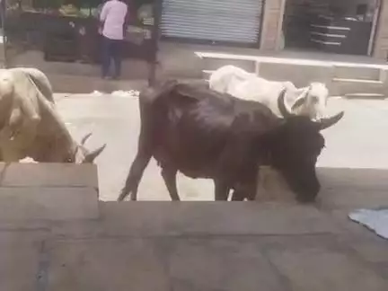 गर्मी से जीवन हुआ अस्त व्यस्त