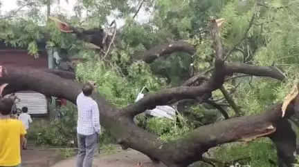इछावर: इछावर में हवा, आंधी और बारिश का कहर, कारों पर गिरे पेड़, दो कारें क्षतिग्रस्त