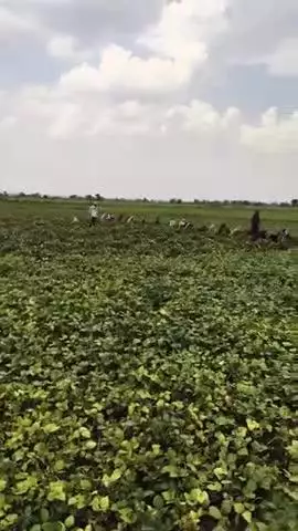 किसानों के खेत में आई फसल मौसम कर रहा परेशान