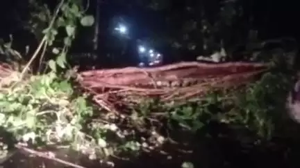 മുകുന്ദപുരം: കനത്ത മഴയിൽ കാറളത്തും വെള്ളൂക്കരയിലും കൂറ്റൻ മരങ്ങൾ റോഡിലേക്ക് വീണു, ഗതാഗതം തടസപ്പെട്ടു