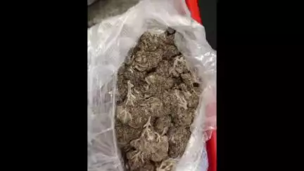 திருச்சி கிழக்கு: ₹3 கோடி மதிப்பிலான ஹைட்ரோபோனிக் எனப்படும் உயர்ரக கஞ்சா போதைப்பொருள் விமான நிலையத்தில் பறிமுதல்