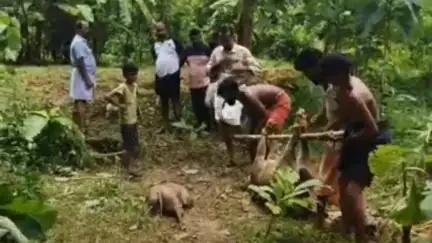 കുന്നത്തൂർ: ആറ്റുവാശ്ശേരിയില്‍ കിണറ്റില്‍ അകപ്പെട്ട കാട്ടുപന്നികളെ വെടിവച്ച് കൊന്നു