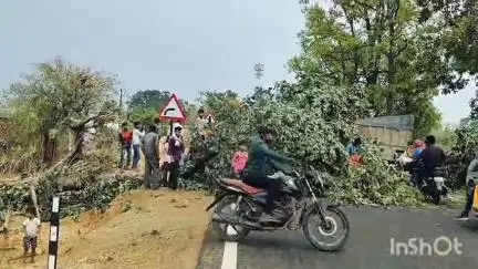 पवनी: थोडक्यात जीवितहानी टळली ! भंडारा ते पवनी मार्गावर वादळी वाऱ्याने ठिकठिकाणी वृक्ष ऊन्मळून पडले