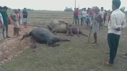 तरहसी: उदयपुरा गांव में हाईटेंशन तार से सटकर पांच भैंसों की मौत, ₹2 लाख का नुकसान
