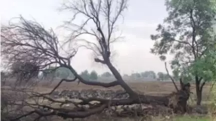 जाफराबाद: माहोरा परिसरामध्ये वादळी वाऱ्याने विद्युत पोल कोसळले, वीजपुरवठा खंडित