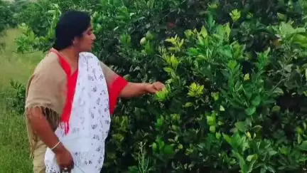నర్సంపల్లి లో వ్యవసాయ క్షేత్రాన్ని  సందర్శించి కూలీలతో కలిసి కొబ్బరి చీని పంటలను పరిశీలించిన ఎమ్మెల్యే పరిటాల సునీత