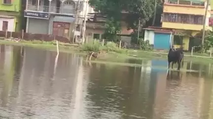 হাঁসখালি: বগুলা শ্রীকৃষ্ণ কলেজের মাঠ বৃষ্টির জলে জল থৈথৈ অবস্থা, আজ কোচিং নেওয়া হলো না খেলোয়াড়দের