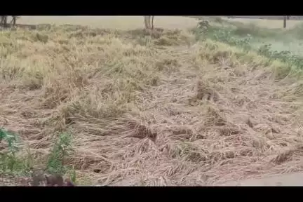 लाखांदूर: कोच्ची येथे वीज पडून एक म्हैस व बछडा जागीच ठार तर चिचोली /अंतरगाव येथे वादळामुळे मोठे नुकसान