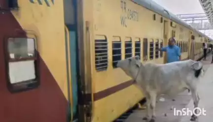 राघोगढ़: अमृत भारत स्टेशन योजना में शामिल रूठियाई रेलवे स्टेशन की हालत खराब, यात्री परेशान, मवेशी बने खतरा