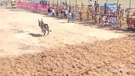 திருமயம்: குளத்துப்பட்டி கிராமத்தில் கோவில் திருவிழாவை முன்னிட்டு ஜல்லிக்கட்டு போட்டிகளை அமைச்சர் ரகுபதி துவக்கி வைத்தார்