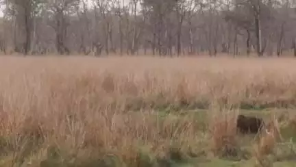 घुघरी: कान्हा नेशनल पार्क: जंगली भैंस को बचाने भैंसे ने बाघ को खदेड़ा, वीडियो हुआ वायरल
