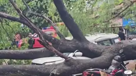 മുകുന്ദപുരം: കനത്ത മഴയിൽ ഇരിങ്ങാലക്കുട കോടതി വളപ്പിൽ കൂറ്റൻ മരം കടപുഴകി വീണു, നിരവധി വാഹനങ്ങൾ തകർന്നു