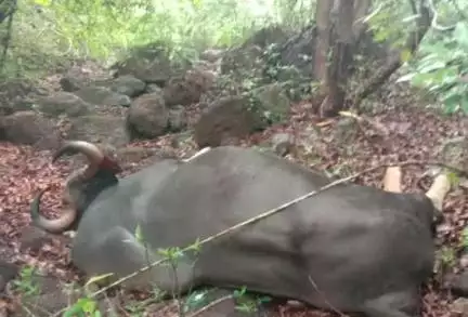 लांजा: लांजा वेसुर्ले येथे जंगलात आढळला मृत गोवा
