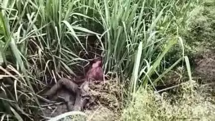 येवला: मालखेडा दत्तवाडी शिवारात उसाच्या शेतात तरुणाचा दगडाने ठेचून खून