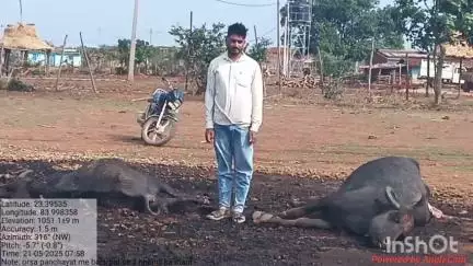 महुआडांड़: वज्रपात से दो भैंसों की मौत, ओरसापाठ के पशु मालिक ने महुआडांर प्रशासन से मुआवजे की मांग की