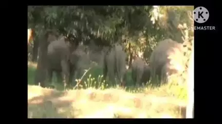 करतला: पसरखेत और कुदमुरा में हाथियों ने मचाया तांडव, किसानों की फसलों को किया बर्बाद