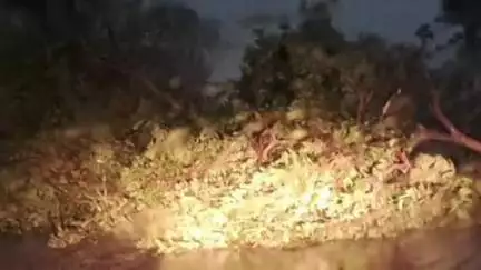 जामा: असंथर पेट्रोल पंप के पास तेज आंधी और बारिश में विशालकाय पेड़ गिरा, सड़क मार्ग जाम