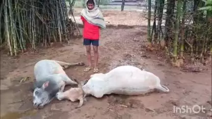 मनिका: मनिका प्रखंड के अकलवा सेमर में वज्रपात से दो पशुओं की मौत