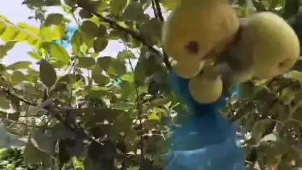 বেলডাঙা ১: কাশ্মীরের আপেল এবার বেলডাঙার  কাচারীপাড়ার মাটিতে আপেল ফলিয়ে তাক লাগালেন শিক্ষক রুপেশ দাস