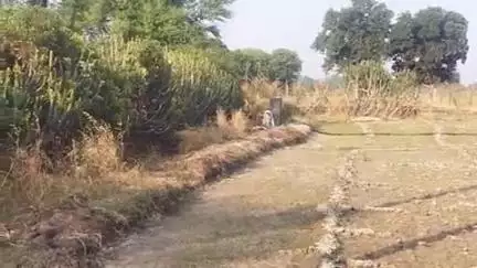 राशमि: राशमी में पैंथर का आतंक बरकरार, लगातार दूसरे दिन किया गोवंश का शिकार