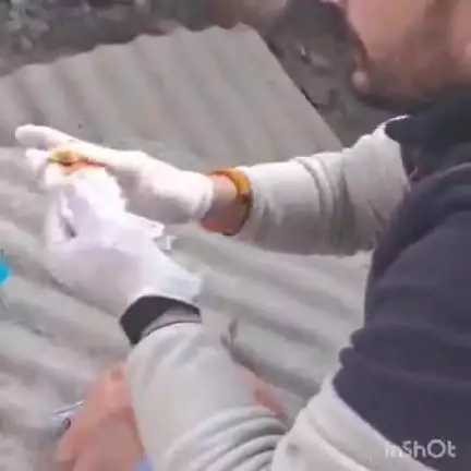 कोटखाई: रत्नाडी गांव में तीन युवकों ने गाय के एक बछड़े का इलाज करवाकर इंसानियत की मिसाल पेश की
