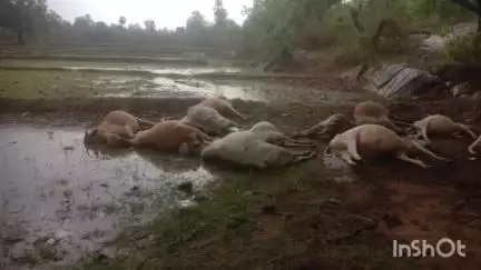 मनिका: ब्याग गांव में वज्रपात से 28 पशुओं की हुई मौत
