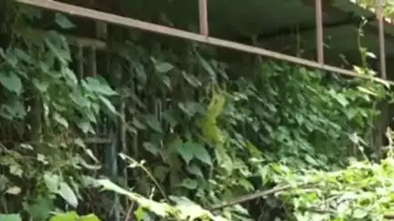 മീനച്ചിൽ: പാലാ നഗരസഭയുടെ ഡോഗ് പാർക്ക് കാടുകയറി നശിക്കുന്നതായി ആക്ഷേപം #localissue