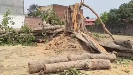 छछरौली: छछरौली में राजकीय वृक्ष पीपल काटने पर वन विभाग ने पुलिस कार्रवाई से मना किया, जुर्माना वसूलेगा