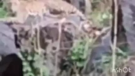 कुम्भलगढ़: कुंभलगढ़ अभयारण्य में पैंथर का दीदार, चट्टान पर आराम करते हुए कैमरे में कैद, वीडियो हुआ वायरल