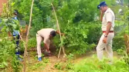 খড়গ্রাম: রামচন্দ্রপুর গ্রামে অবৈধ গাঁজা গাছ কেটে নষ্ট করল পুলিশ, আটক ১
