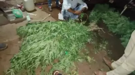 सतवास: फसल की आड़ में गांजे के पौधे उगा रहा था शख्स, पुलिस ने किया गिरफ्तार