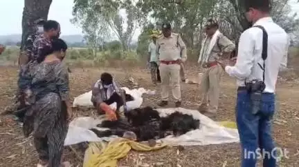 शाहपुर: कांटावाड़ी गांव के पास मिला भालू का शव, वन विभाग ने कराया पोस्टमार्टम