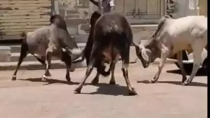 અબડાસા: નલિયા બજાર ચોકમાં આખલાઓનો ત્રાસ